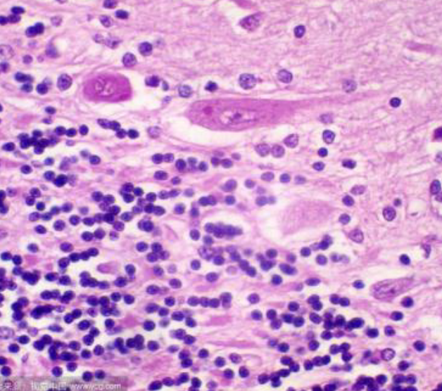 尼氏染色检测服务