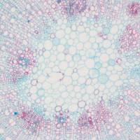 番红 0-固绿软骨染色法