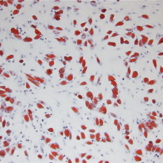 油红o染色技术服务