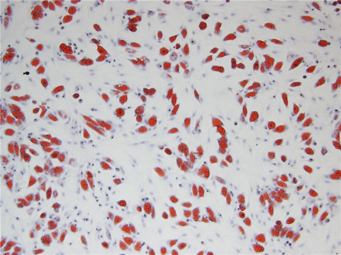 油红o染色技术服务