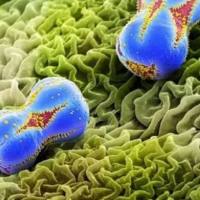 扫描电镜技术服务