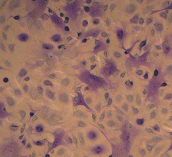 甲苯胺蓝染色服务