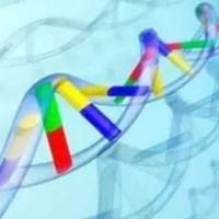 分子克隆与质粒载体构建