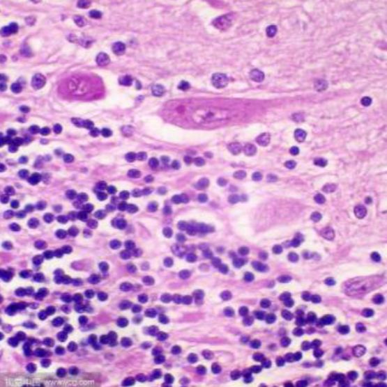 尼氏染色检测服务