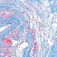 Masson染色检测技术服务