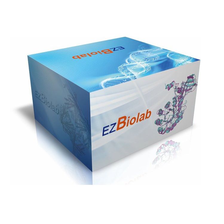 GLASS gel 蛋白电泳预制胶 Bis-Tris  8%, 10孔