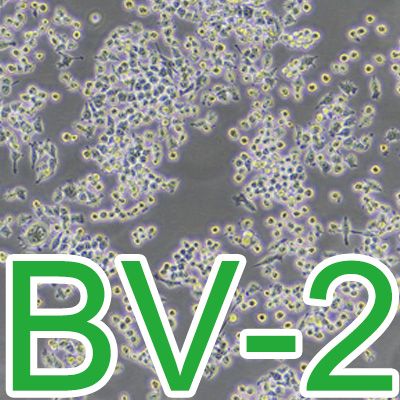 BV-2[BV2]小鼠小胶质瘤细胞