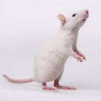 老年痴呆动物模型