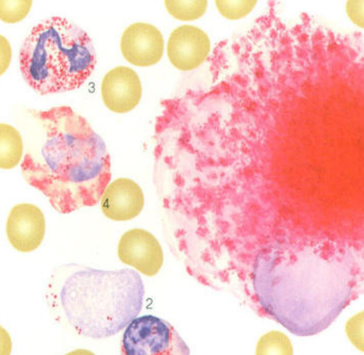 酸性磷酸酶染色（ACP）