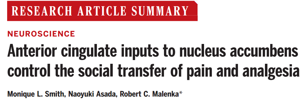 【文献解读】看到别人受伤，为什么自己也会感觉到疼痛？前扣带回到伏隔核的神经环路调节疼痛和镇痛的社交传递