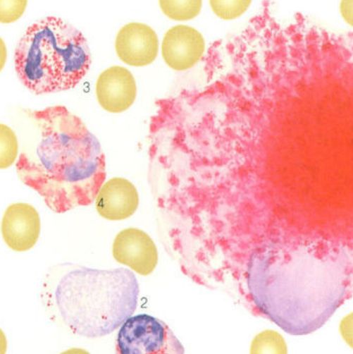 酸性磷酸酶染色(ACP)