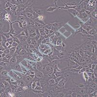 COS7非洲绿猴肾细胞 SV40转化 价格丨cos7细胞 购买