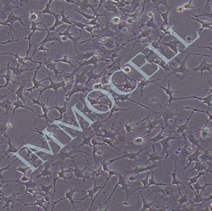 ATDC5小鼠胚胎瘤细胞书丨atdc5细胞系