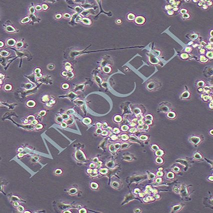 BV2小鼠小胶质细胞丨bv2细胞 价格