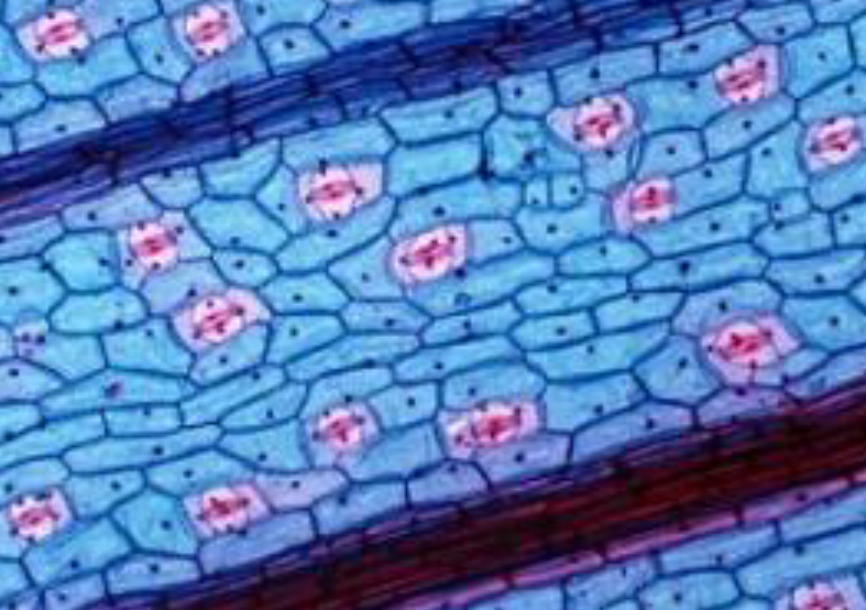 上海细胞粘附实验