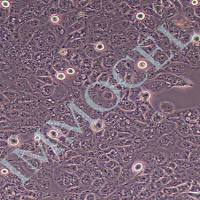 3D4/21猪肺泡巨噬细胞 (immocell)