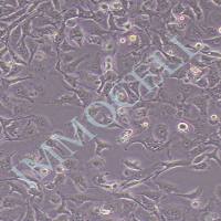 HK-2人肾皮质近曲小管上皮细胞丨hk2细胞 培养