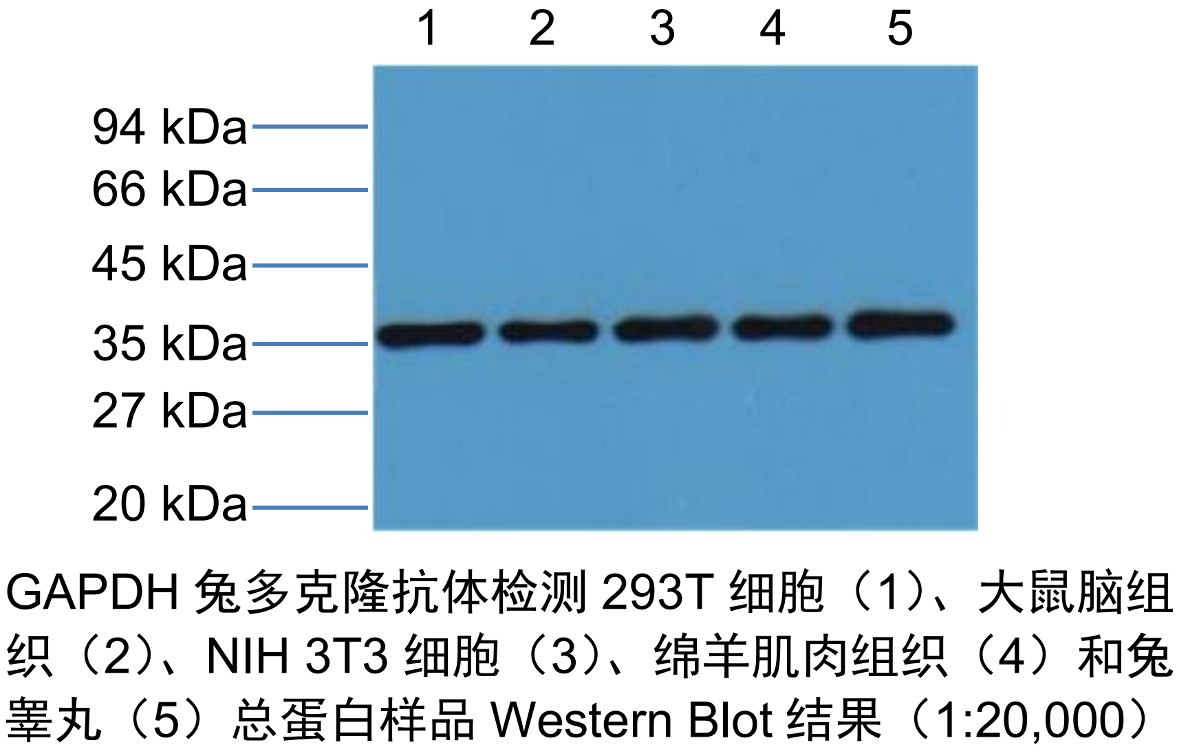 LF206 GAPDH兔多克隆抗体