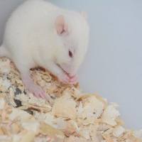 动物组织石蜡切片