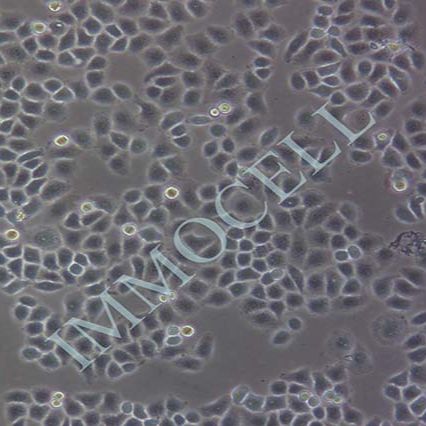 HL-7702,【LO2】LO-2人正常肝细胞(STR鉴定)