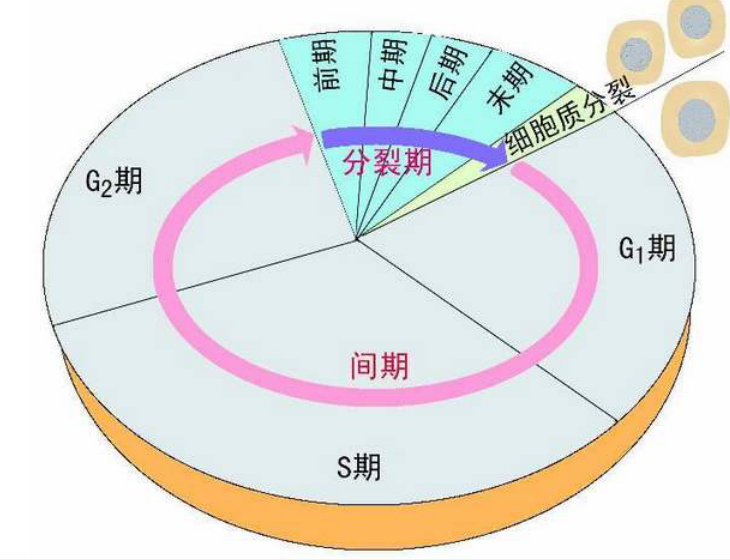 细胞周期实验