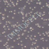 H22小鼠肝癌细胞丨h22细胞价格丨小鼠肝癌细胞