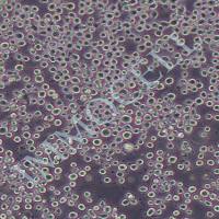 C1498小鼠白血病细胞丨c1498细胞(逸漠immocell)