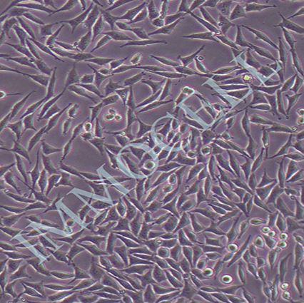 Hs68人男性正常龟头细胞丨Hs68细胞