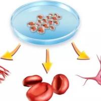 干细胞诱导分化