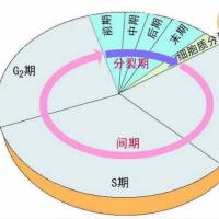 细胞周期检测