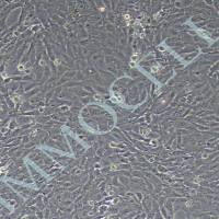 CTX-TNA2大鼠脑I型星形胶质细胞