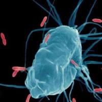 细胞共培养实验