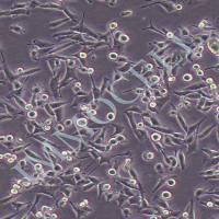 CT26小鼠结肠癌细胞 现货丨ct26细胞 包邮