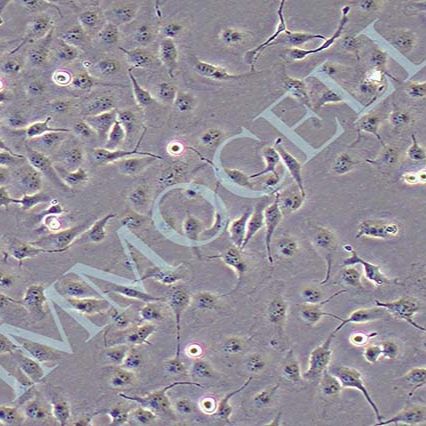 MDCK狗肾转化细胞价格丨mdck细胞 逸漠