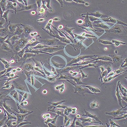 BHK-21 幼仓鼠肾细胞丨 BHK-21 细胞价格