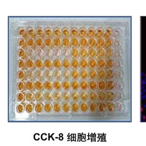 細胞增殖