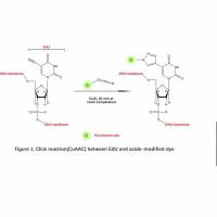 edu细胞增殖检测