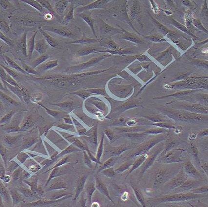 iehESCs 子宫内膜细胞(永生化)