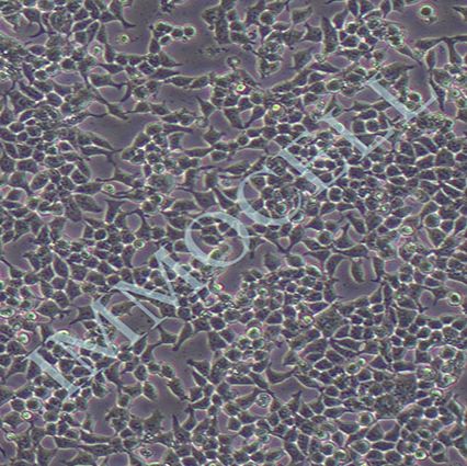 HEK-293人胚肾细胞现货丨hek293细胞 供应