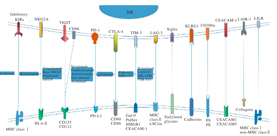 纵览：NK细胞VS肿瘤免疫治疗