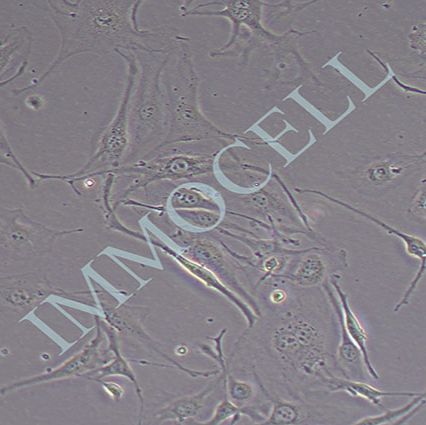 Bend.3小鼠脑微血管内皮细胞株丨逸漠(immocell)