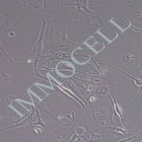 Bend.3小鼠脑微血管内皮细胞株丨逸漠(immocell)