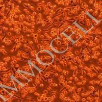 NCTC clone 1469,小鼠肝上皮细胞