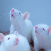 动物II型糖尿病模型