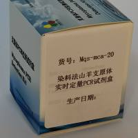 染料法山羊支原体实时定量PCR试剂盒