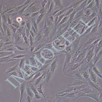 H9C2大鼠心肌细胞丨h9c2细胞丨大鼠心肌细胞