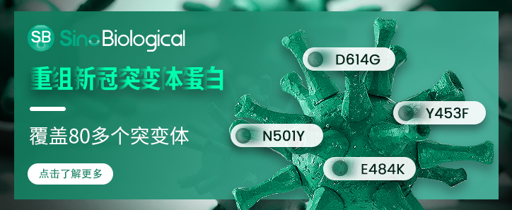 Coronavirus spike重组蛋白|Recombin