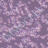 N2A小鼠脑神经瘤细胞丨n2a细胞单价