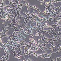 LNCAP人前列腺癌细胞丨lncap细胞株 逸漠(immocell)