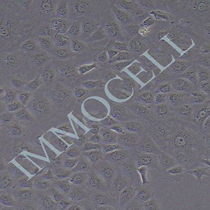 MPC-5小鼠肾足细胞丨MPC5细胞系丨逸漠(immocell)